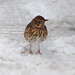 Elizabeth Thrush Photo 8