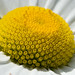 Daisy Head Photo 4