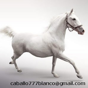 Caballo Blanco Photo 9