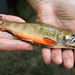 Blair Trout Photo 6