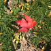 Ann Leaf Photo 8