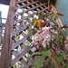 Begonia Hernandez Photo 5