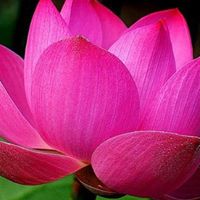 Lotus Leaf Photo 6