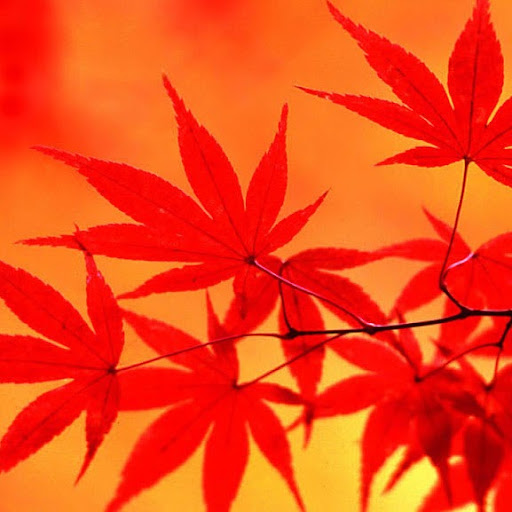 Maple Red Photo 1