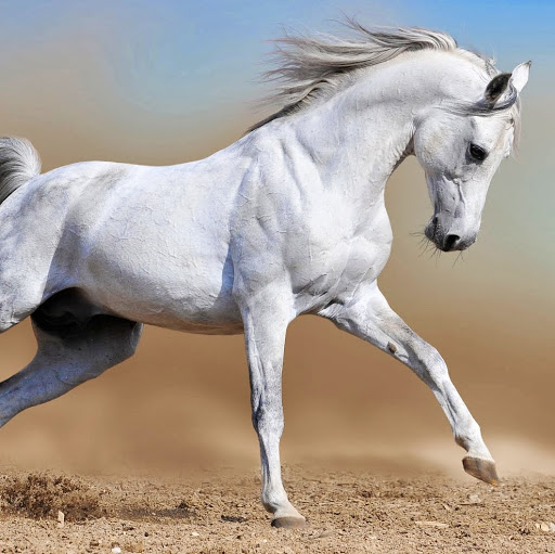 Caballo Blanco Photo 6