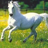 Caballo Blanco Photo 14