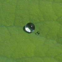 Lotus Leaf Photo 10