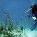 Jim Diver Photo 8