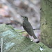 Elizabeth Thrush Photo 6